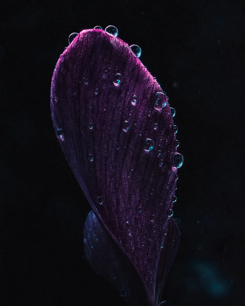 Violet petal macro with dew drops